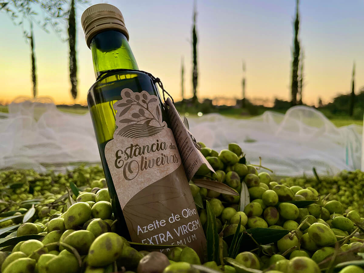 Últimos dias da Colheita das Olivas 2026 na Estância das Oliveiras